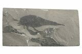 Eurypterus (Sea Scorpion) Fossil - New York #236962-1